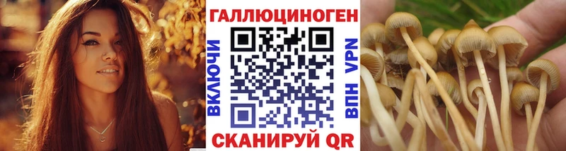 Псилоцибиновые грибы Psilocybe  закладки  Новоалтайск 